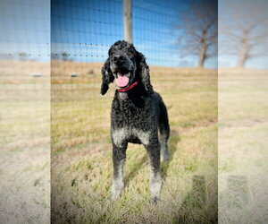 Bentley Oakes Dec 25 - Male Poodle (Standard) Dog for Adoption - Photo #2