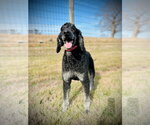 Small Photo #2 Poodle (Standard) Puppy For Sale in Pacolet, SC, USA