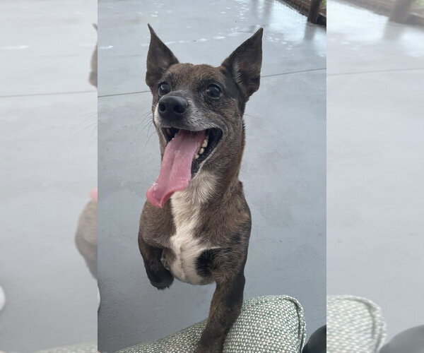Medium Photo #1 Chihuahua-Unknown Mix Puppy For Sale in oakland, FL, USA