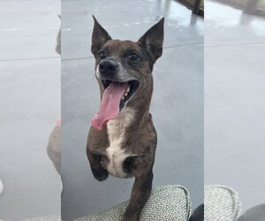 Chihuahua-Unknown Mix Dogs for adoption in oakland, FL, USA