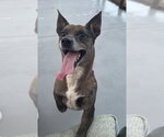 Small Chihuahua Mix