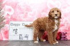 Small Photo #5 Goldendoodle Puppy For Sale in BEL AIR, MD, USA