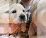 Small Photo #5 Labrador Retriever Puppy For Sale in CHEHALIS, WA, USA