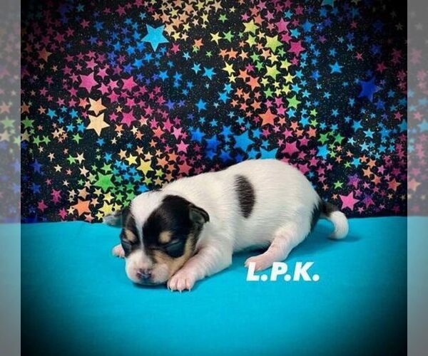 Medium Photo #1 Chihuahua Puppy For Sale in WINNSBORO, LA, USA