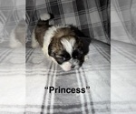 Puppy Princess Shih Tzu