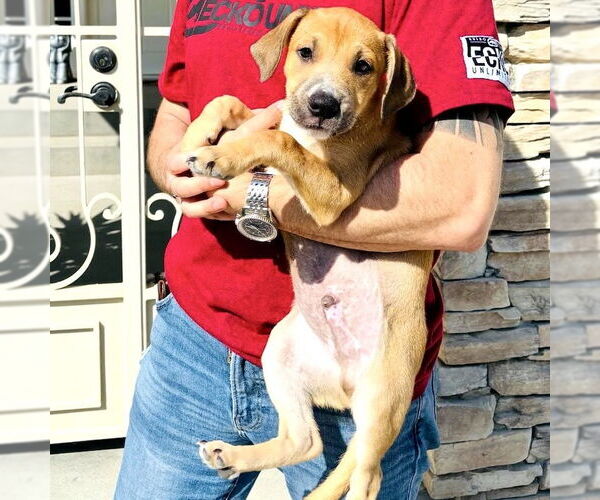Medium Photo #2 Labrador Retriever-Unknown Mix Puppy For Sale in San Juan Capistrano, CA, USA