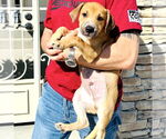 Small #1 Labrador Retriever Mix