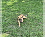 Small Mutt