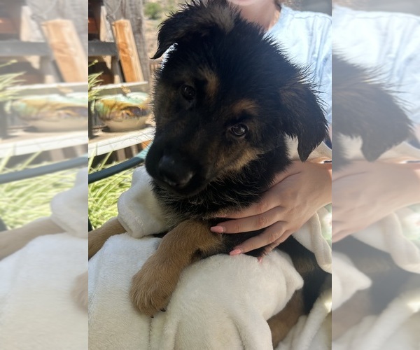 Medium Photo #10 German Shepherd Dog Puppy For Sale in EL CAJON, CA, USA