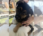 Small #9 German Shepherd Dog