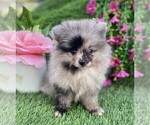 Small #25 Pomeranian