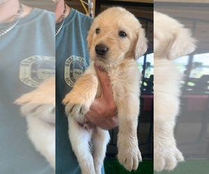 Labradoodle Puppy for sale in POLK CITY, FL, USA