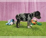 Small #12 Catahoula Leopard Dog