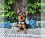 Small #2 Yorkshire Terrier