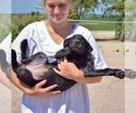 Small #3 Irish Wolfhound Mix