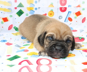 Puggle Puppy for sale in BLOOMINGTON, IN, USA