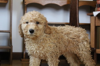 Goldendoodle Puppy for sale in BRADFORD, OH, USA