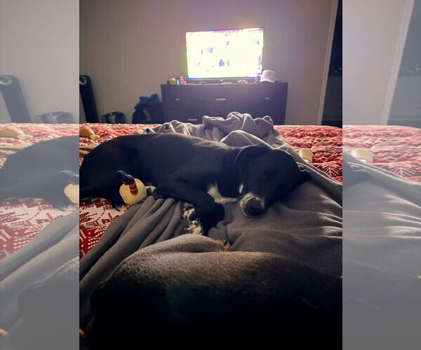 Medium Photo #4 Labrador Retriever-Unknown Mix Puppy For Sale in Germantown, OH, USA