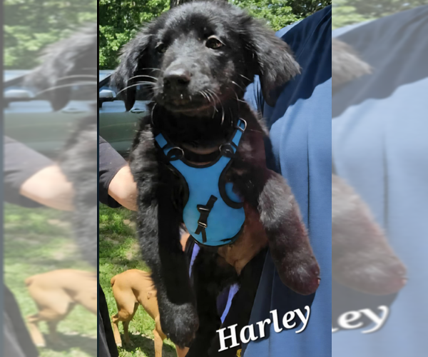 Medium Photo #1 Mutt Puppy For Sale in Cranston, RI, USA