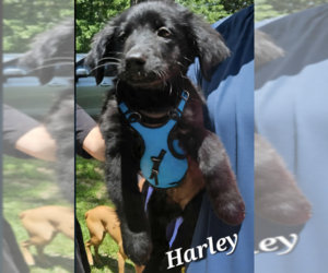 Mutt Dogs for adoption in Cranston, RI, USA