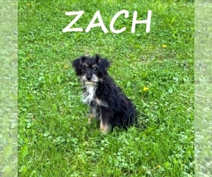 YorkiePoo Puppy for sale in HARTLAND, MN, USA