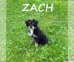 Image preview for Ad Listing. Nickname: Zach