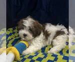Small Photo #3 Zuchon Puppy For Sale in PLANO, TX, USA