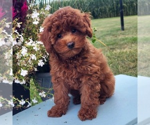 Goldendoodle (Miniature) Puppy for sale in NARVON, PA, USA