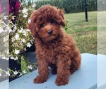 Small Goldendoodle (Miniature)