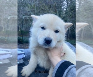 Medium Gerberian Shepsky