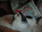 Small Photo #1 Shih Tzu Puppy For Sale in ASHEVILLE, NC, USA