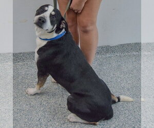 Bayou - Male Borador Dog for Adoption - Photo #8