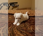 Small Photo #8 Maltese Puppy For Sale in OPELIKA, AL, USA