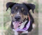 Small American Staffordshire Terrier