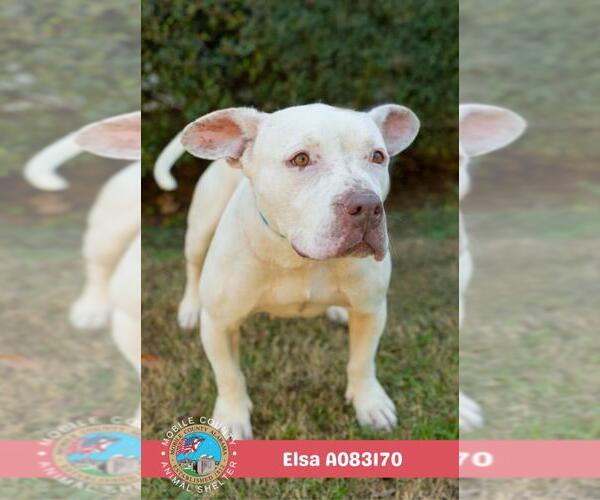 Medium Photo #2 American Bulldog-Unknown Mix Puppy For Sale in Mobile, AL, USA