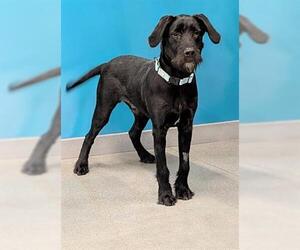 Mutt Dogs for adoption in San Martin, CA, USA