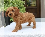 Small #1 Cavapoo (Miniature)