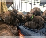Small Photo #2 Cane Corso Puppy For Sale in KANSAS CITY, MO, USA
