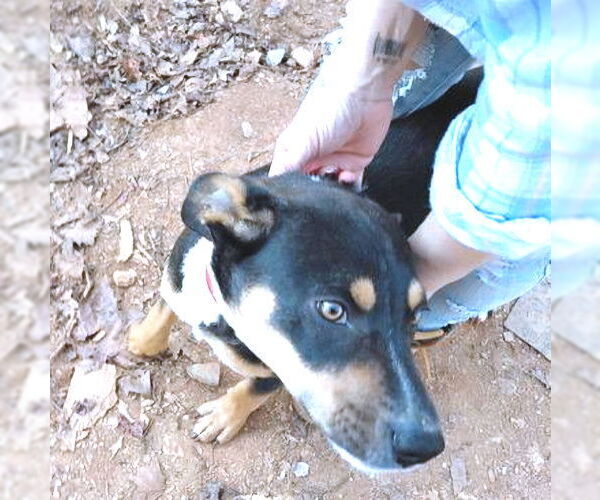 Medium Photo #3 Doberman Pinscher Puppy For Sale in Rutherfordton, NC, USA