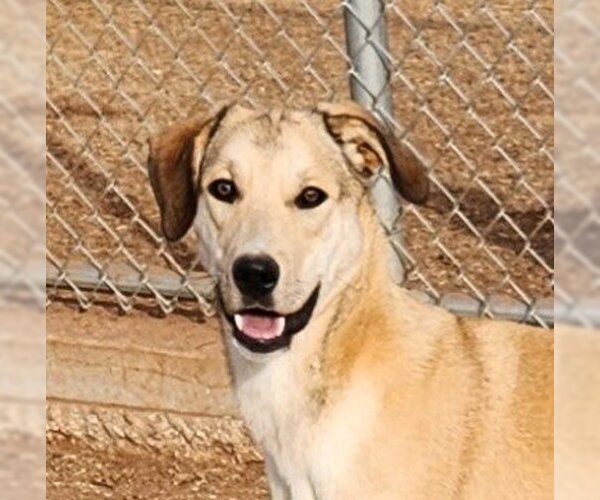 Medium Photo #5 Catahoula Leopard Dog-Great Pyrenees Mix Puppy For Sale in Clinton, OK, USA