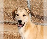 Small #4 Catahoula Leopard Dog-Great Pyrenees Mix