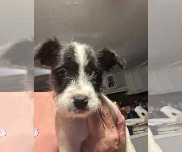 Medium Photo #1 Mutt Puppy For Sale in Holly Springs, NC, USA
