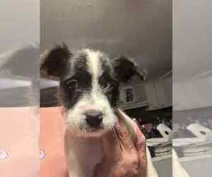 Mutt Dogs for adoption in Holly Springs, NC, USA