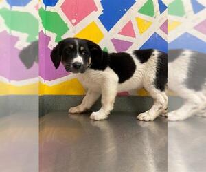 Great Pyrenees-Unknown Mix Dogs for adoption in Baytown, TX, USA