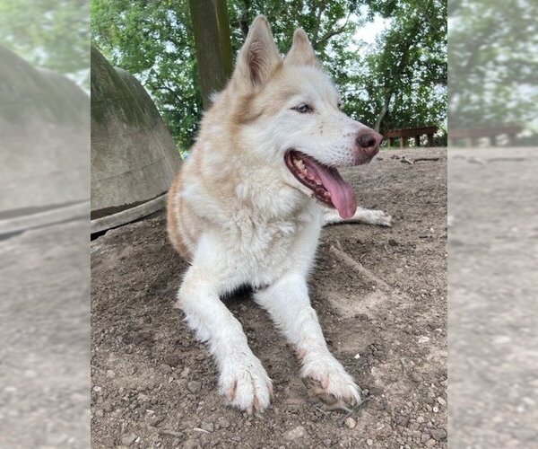 Medium Photo #2 Huskies -Unknown Mix Puppy For Sale in San Leon, TX, USA