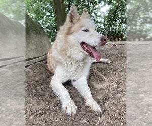Mia - Female Huskies -Unknown Mix Dog for Adoption - Photo #2