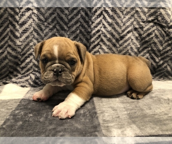 Medium Photo #5 Bulldog Puppy For Sale in MILTON, FL, USA