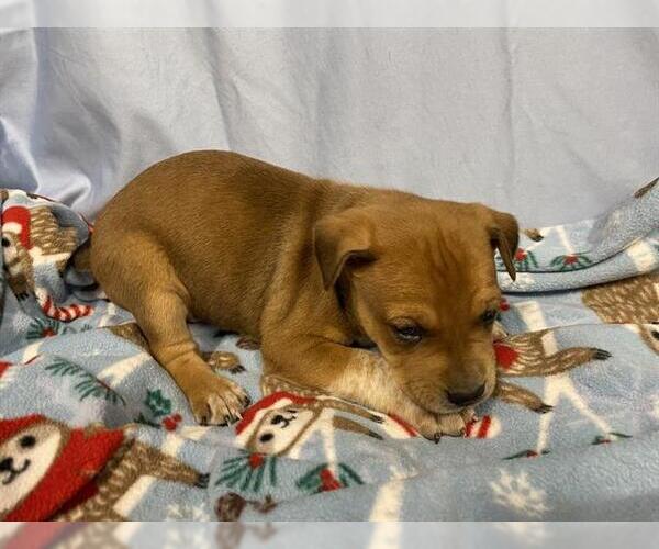 Medium Photo #1 Mutt Puppy For Sale in Modesto, CA, USA
