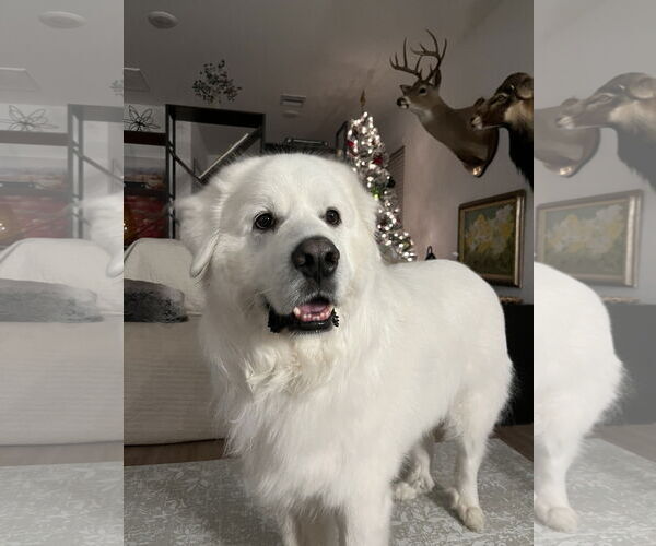 Medium Photo #5 Great Pyrenees Puppy For Sale in Houston, TX, USA