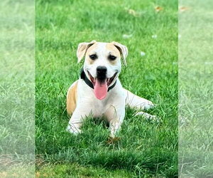 Sheriff Woody - Male American Pit Bull Terrier-Unknown Mix Dog for Adoption - Photo #9